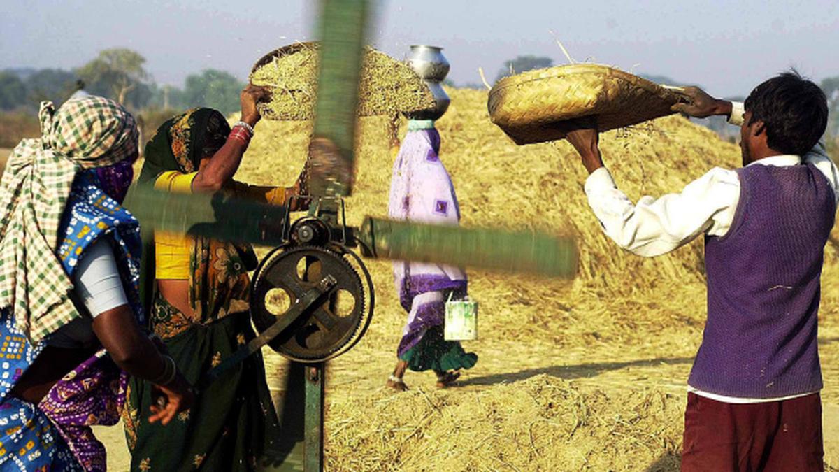 Chhattisgar Procures Lakh Tonnes Of Paddy The Hindu