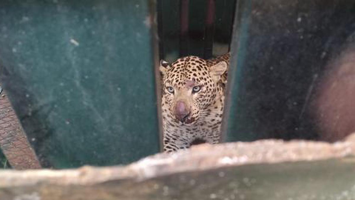 Leopard Trapped In Cage In Erode The Hindu