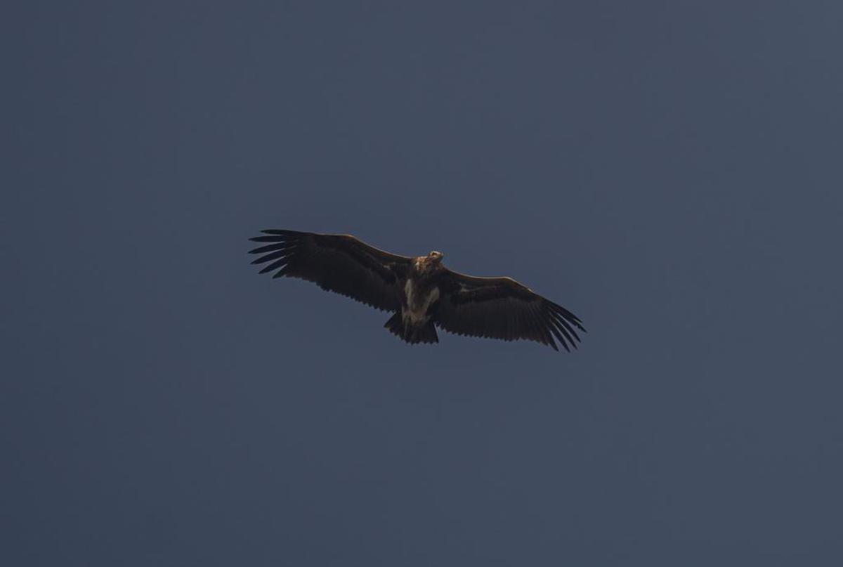 Synchronised Vulture Survey Records 121 Sightings In Wayanad The Hindu