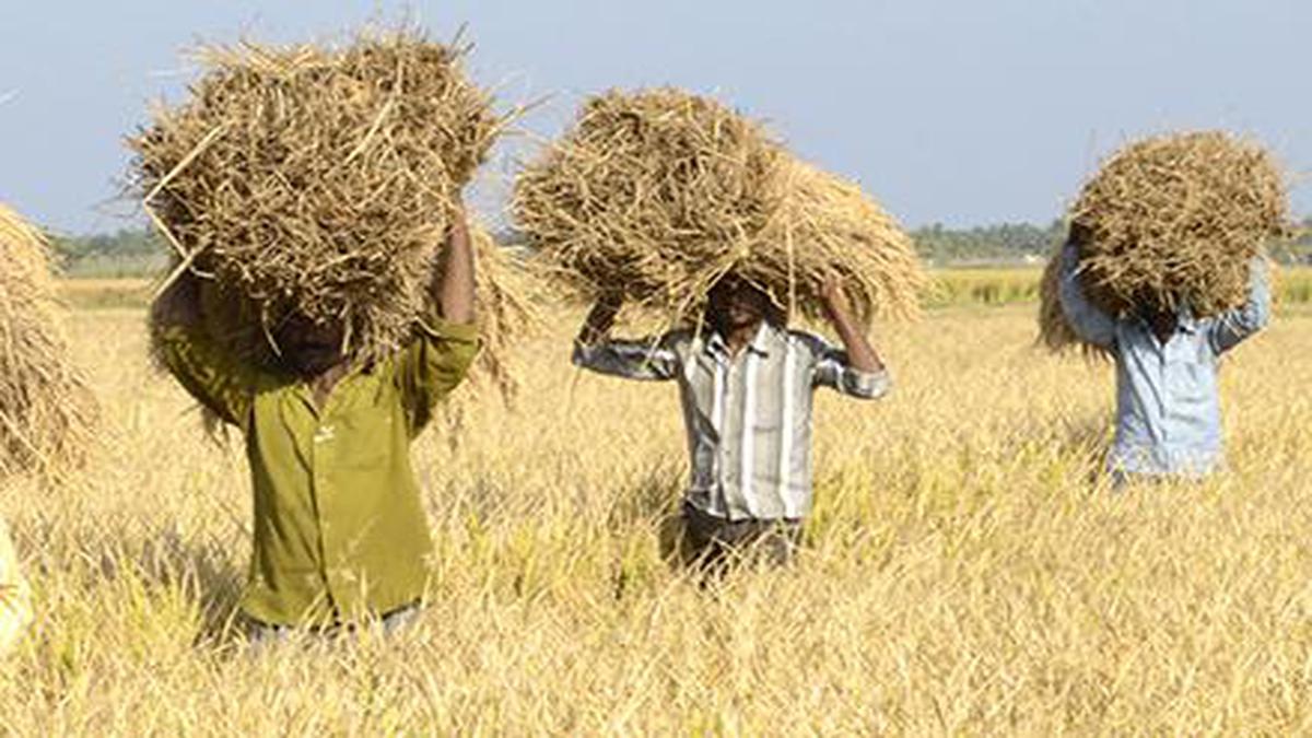 Centre Buys Lakh Tonnes Of Paddy So Far In Kharif Marketing