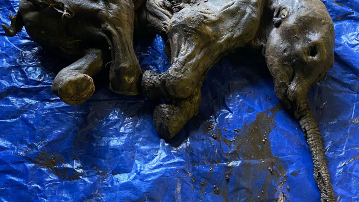 Canadian Gold Miners Find Rare Mummified Baby Woolly Mammoth The Hindu