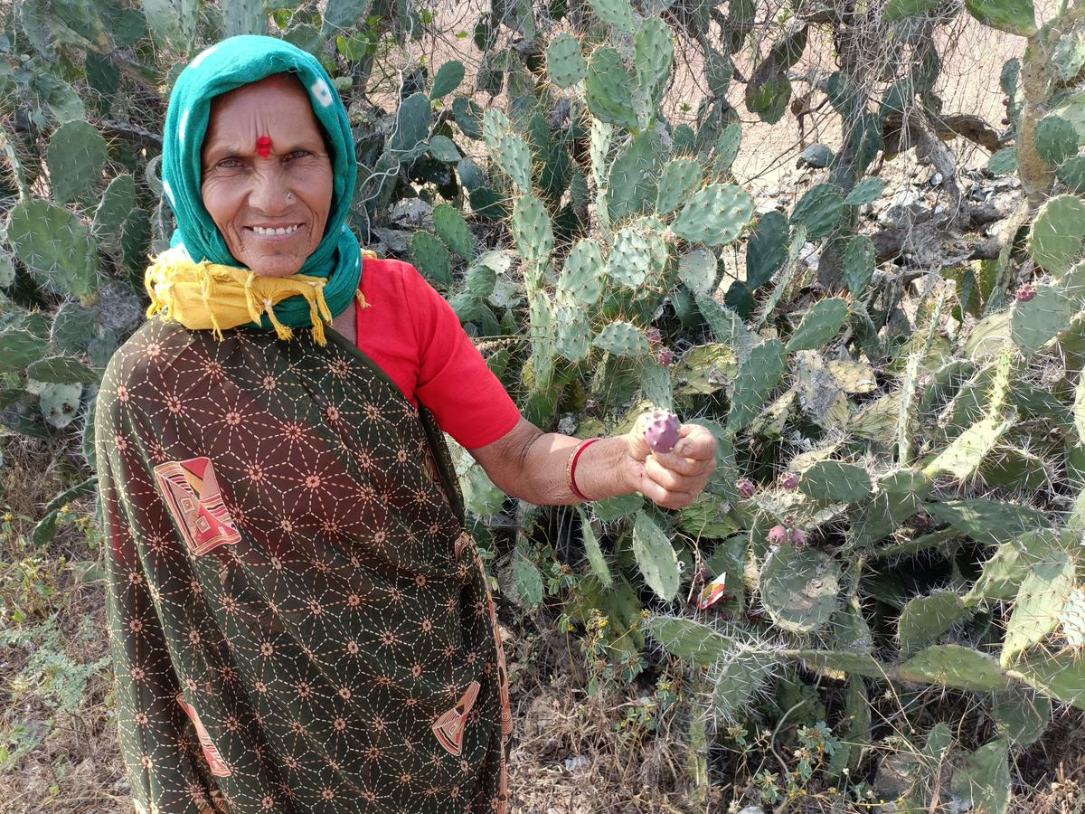 Manjuben uses a prickly pear plant to make a special juice.