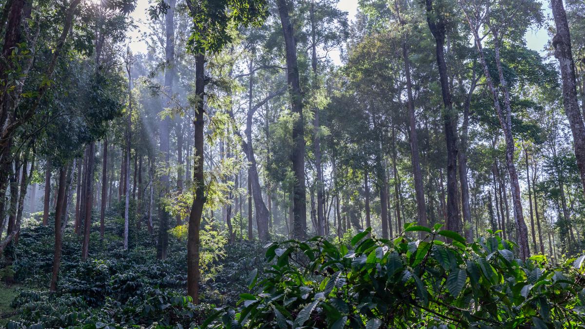 Badra Estates to enter local market; to float coffee hospitality business