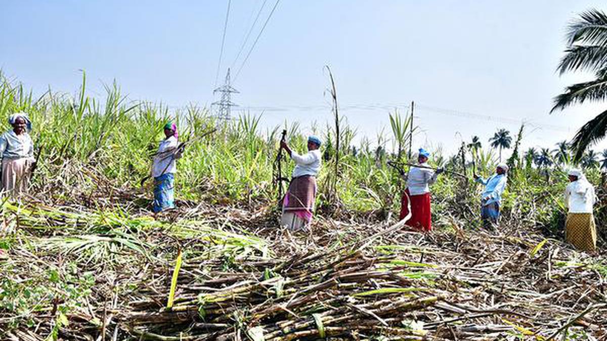 Explained | Why is India challenging WTO verdict on sugar?