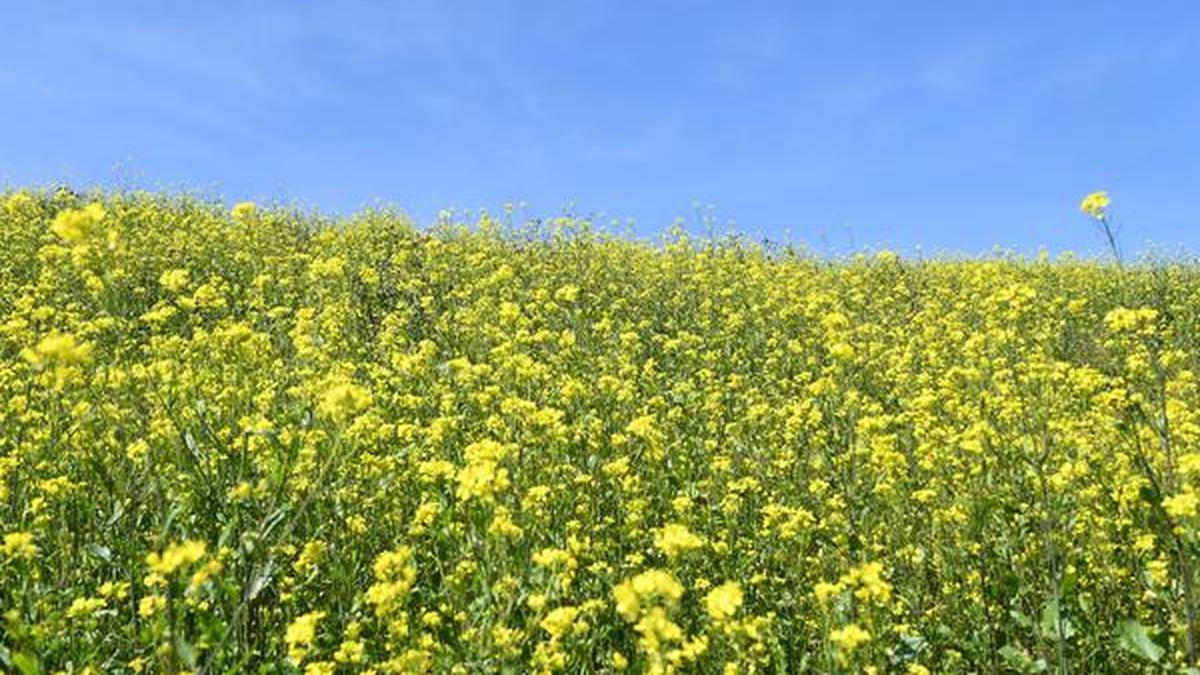 Sebi bars NCDEX from launching new mustard seed contracts The Hindu