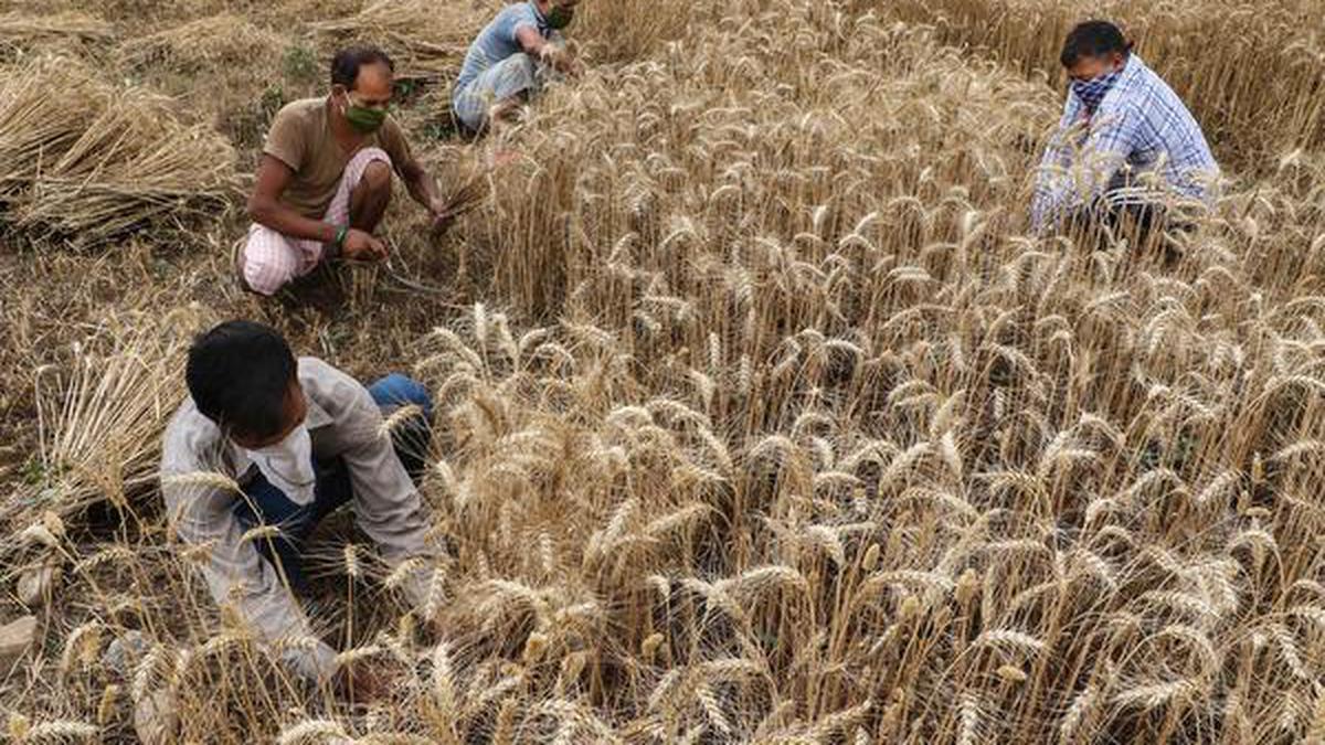 Amid protests, Centre hikes minimum support price for rabi crops