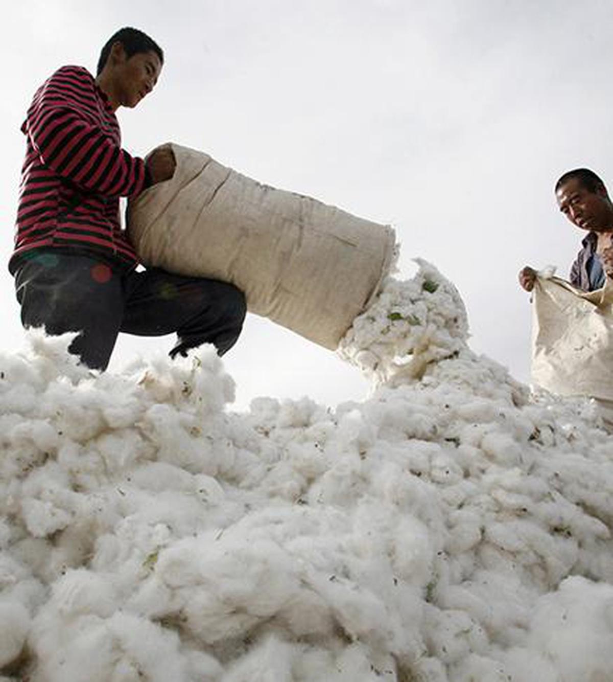 China producers. Xinjiang Cotton. Хлопок в США. China Cotton. Xinjiang Tianye Foreign trade фото мешков.