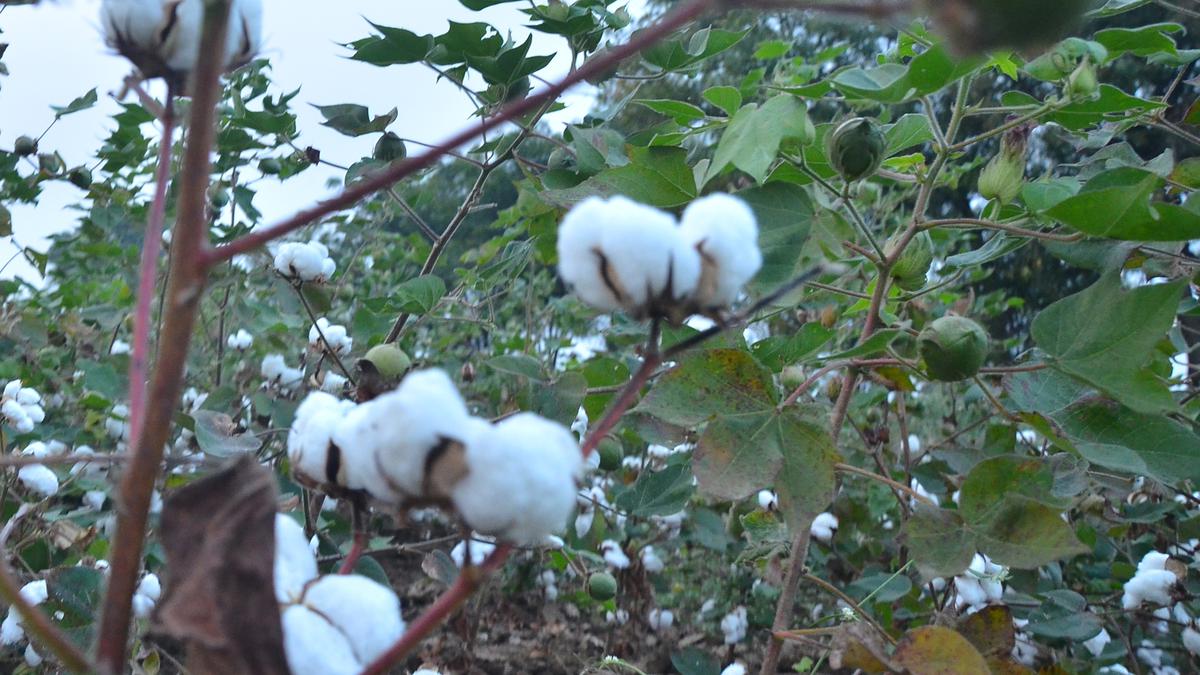 Cotton prices drop in several markets