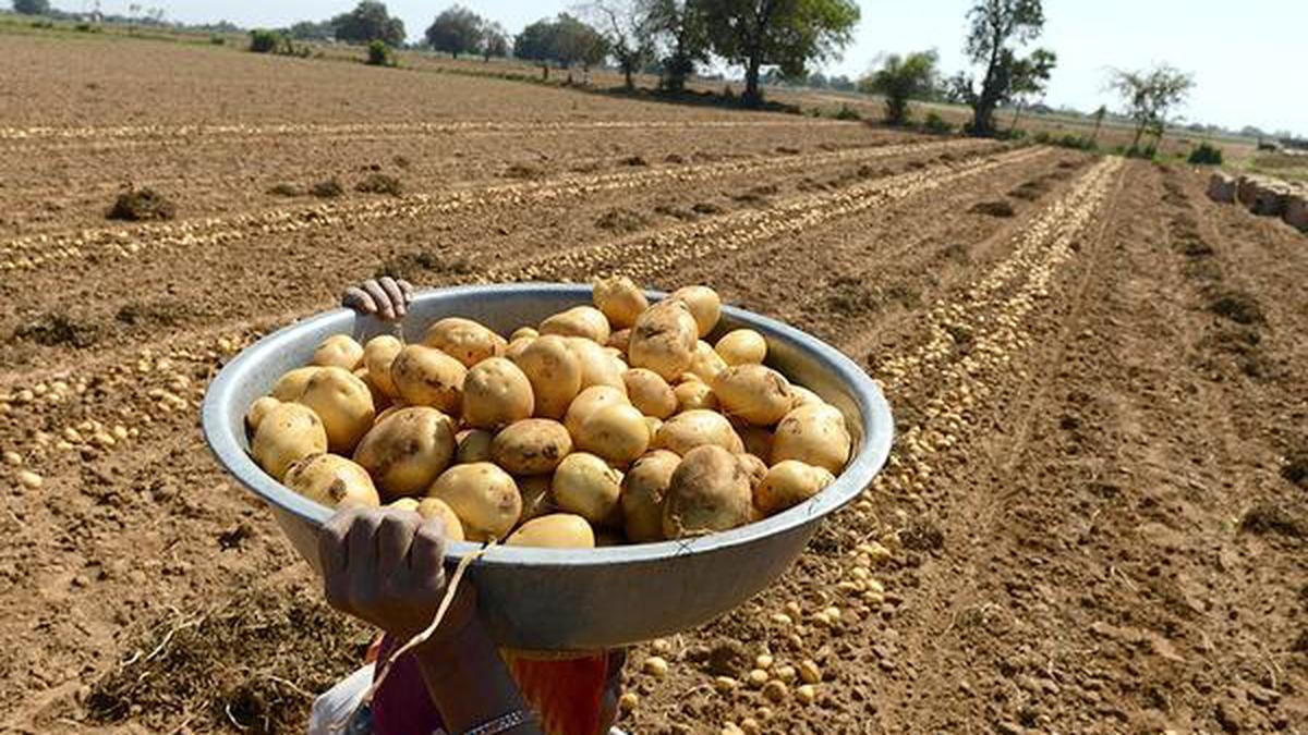 Potato farmers cry foul as PepsiCo sues them