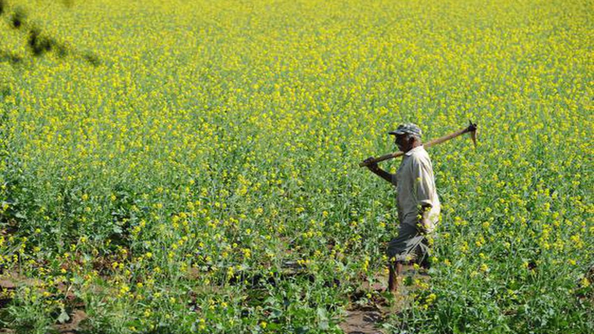 Mustard seed sowing up 22%; wheat slightly down this rabi season, says  Agriculture Ministry - The Hindu