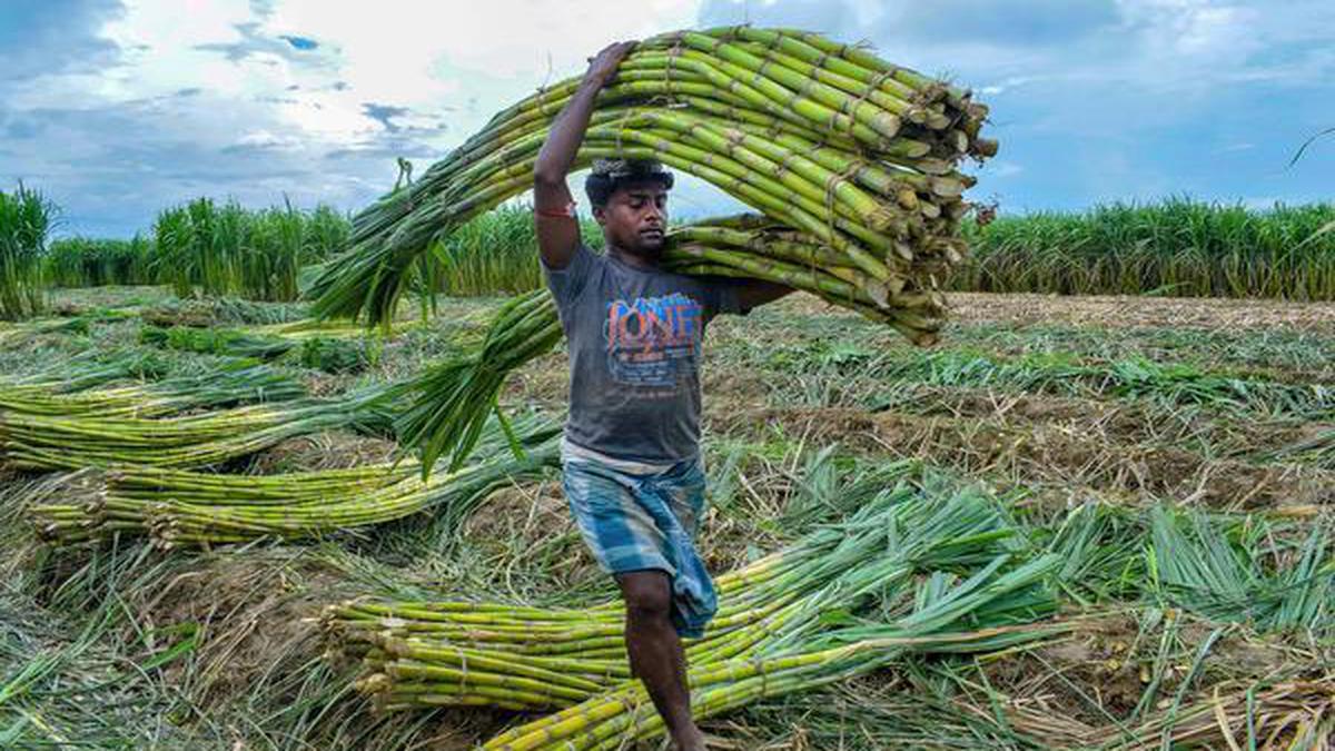 CCEA approves increase in sugarcane FRP by ₹10 to ₹285 per quintal for 2020-21: Sources