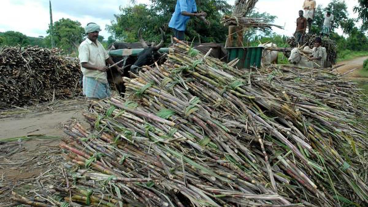 Centre raises fair price of sugar cane - The Hindu