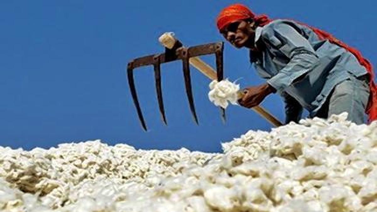 Cotton production may be higher CAB The Hindu