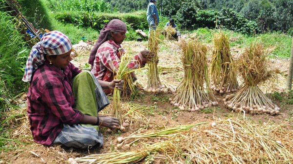 KAU embarks on a mission to rejuvenate hill garlic