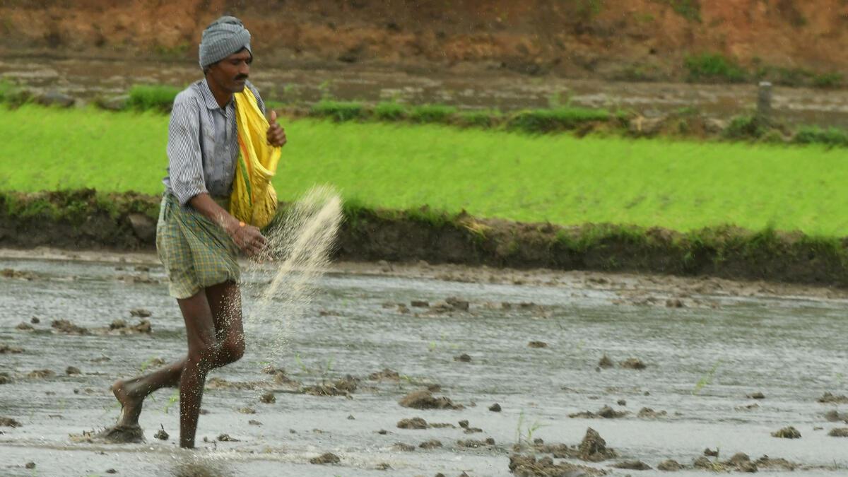 2024 Interim Budget Fertilizer Subsidy Set To Decline Food Subsidy   Fertiliser 