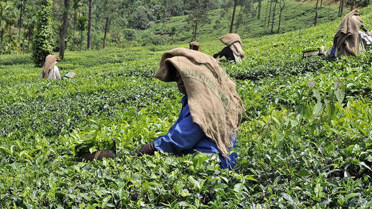 Rupee-rouble trade, Lankan crisis lift tea exports from Kerala