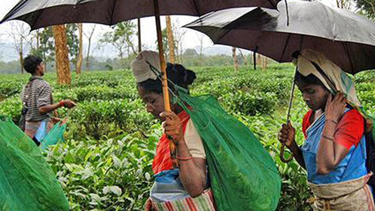 McLeod Russel to sell Assam tea estate to Jatinga Agro The Hindu