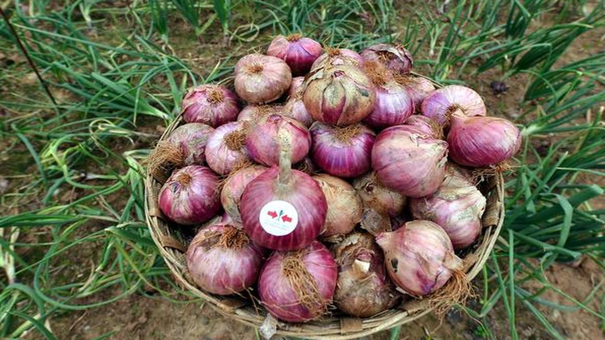 MMTC told to import one lakh tonnes of onions The Hindu
