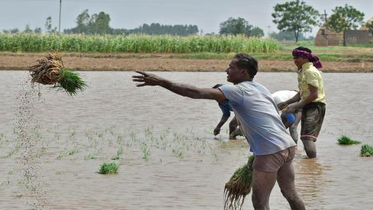 Kharif planting lags as monsoon rains taper off