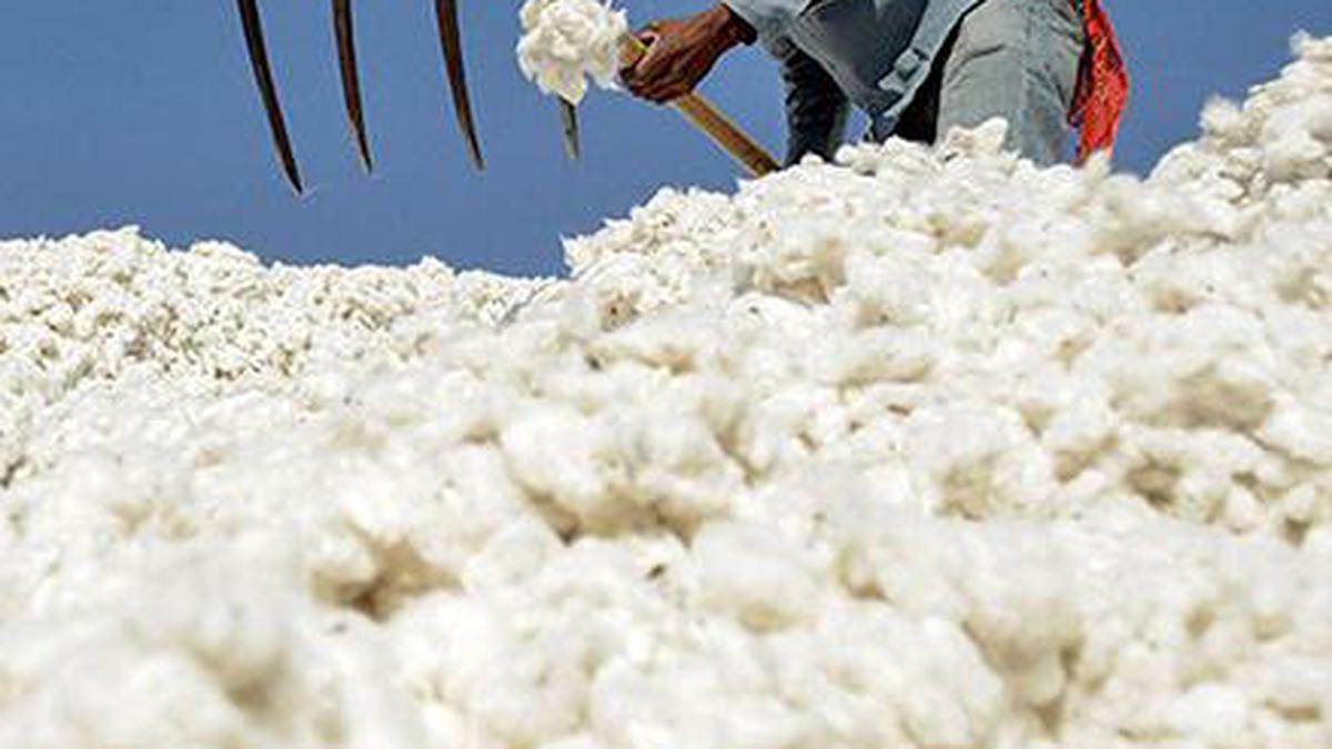 Cotton imports may rise to 22 lakh bales during the current season ...