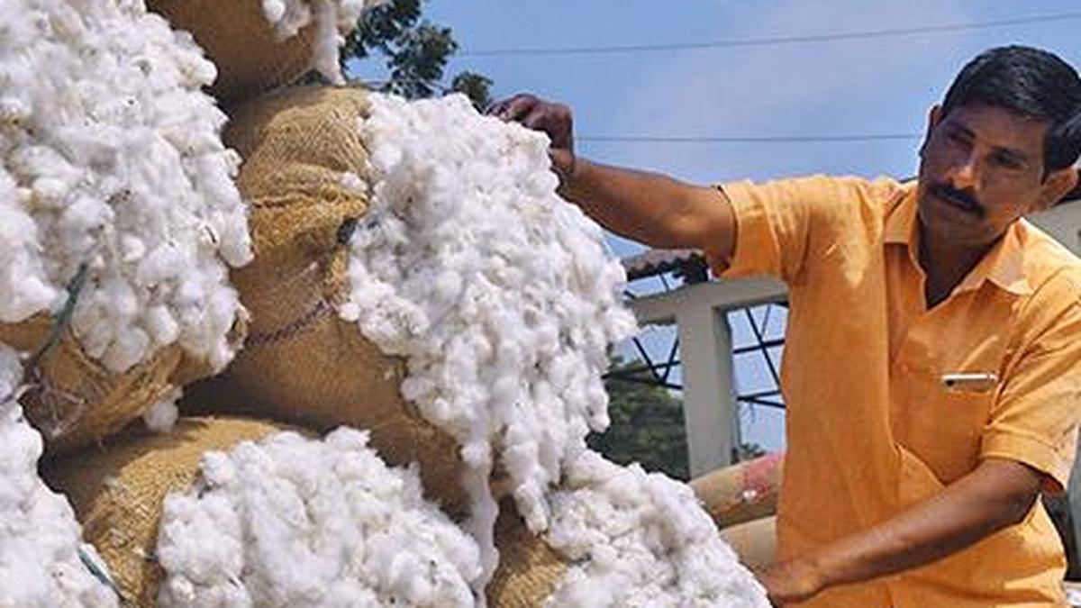 Availability of cotton, rising prices worry textile industry The Hindu