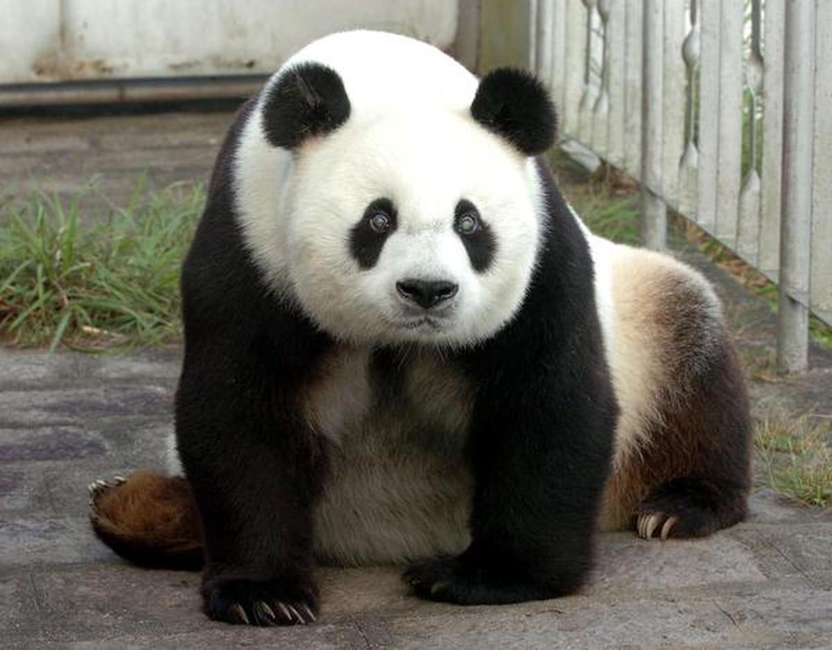 Ronni Panda