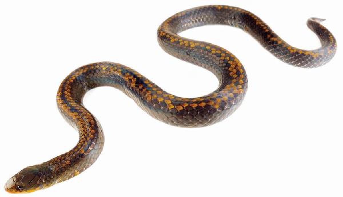 Slithering on - The Hindu