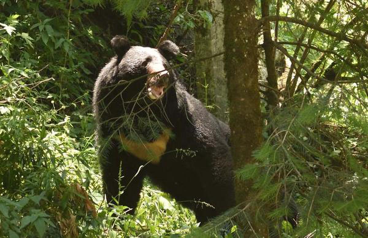 Beware of the bears - The Hindu