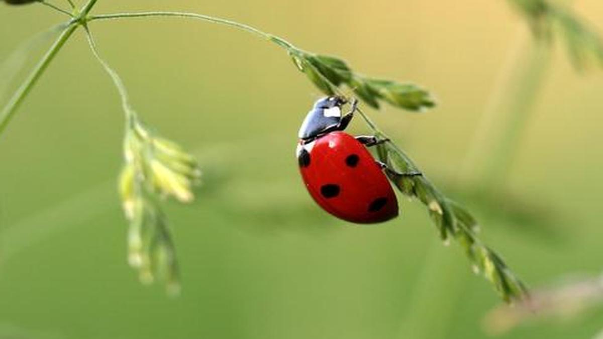 Good beetle, bad beetle: all you need to know about beetles - The Hindu