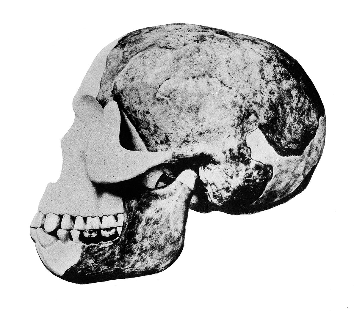 Skull of the “Eoanthropus dawsoni” (Piltdown Man) Skull of the “Eoanthropus dawsoni” (Piltdown Man)
