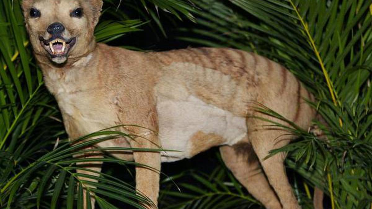 Will thylacines growl back to life?