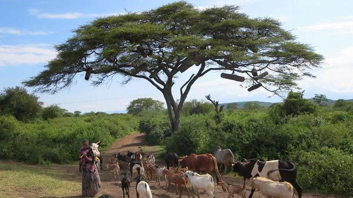 Did you know trees communicate with each other? The Hindu