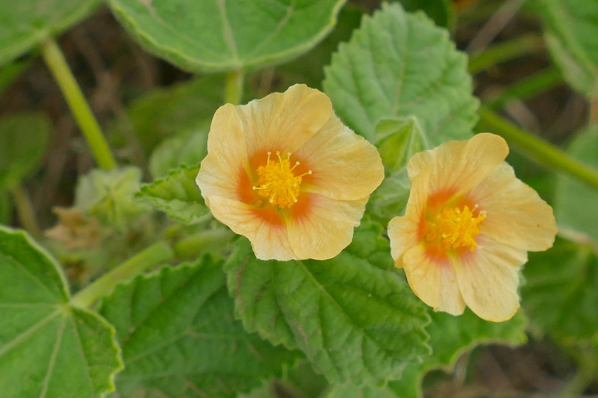 A tiny but vital native herb found across grasslands and pastures