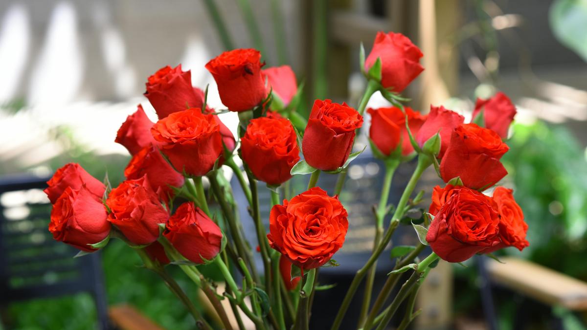 A brief history of the rose