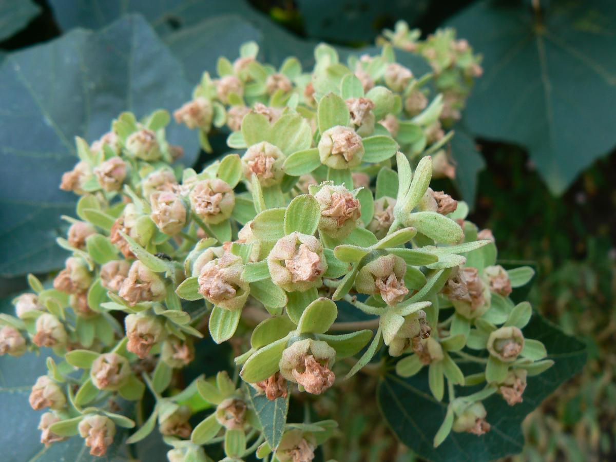 Kydia calycina thrives in both the dry conditions of Central India and the heavy rainfall of the Western Ghats