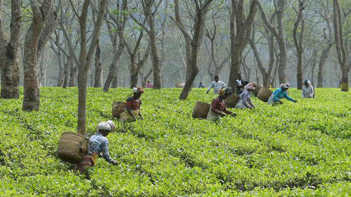 Analysis Brewing a shade of saffron in Assam s tea gardens The