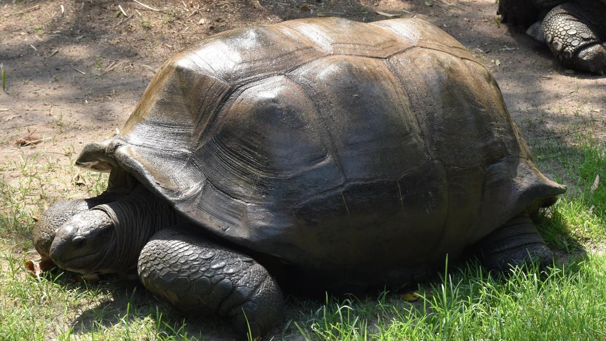 125-year-old tortoise passes away at Nehru Zoological Park