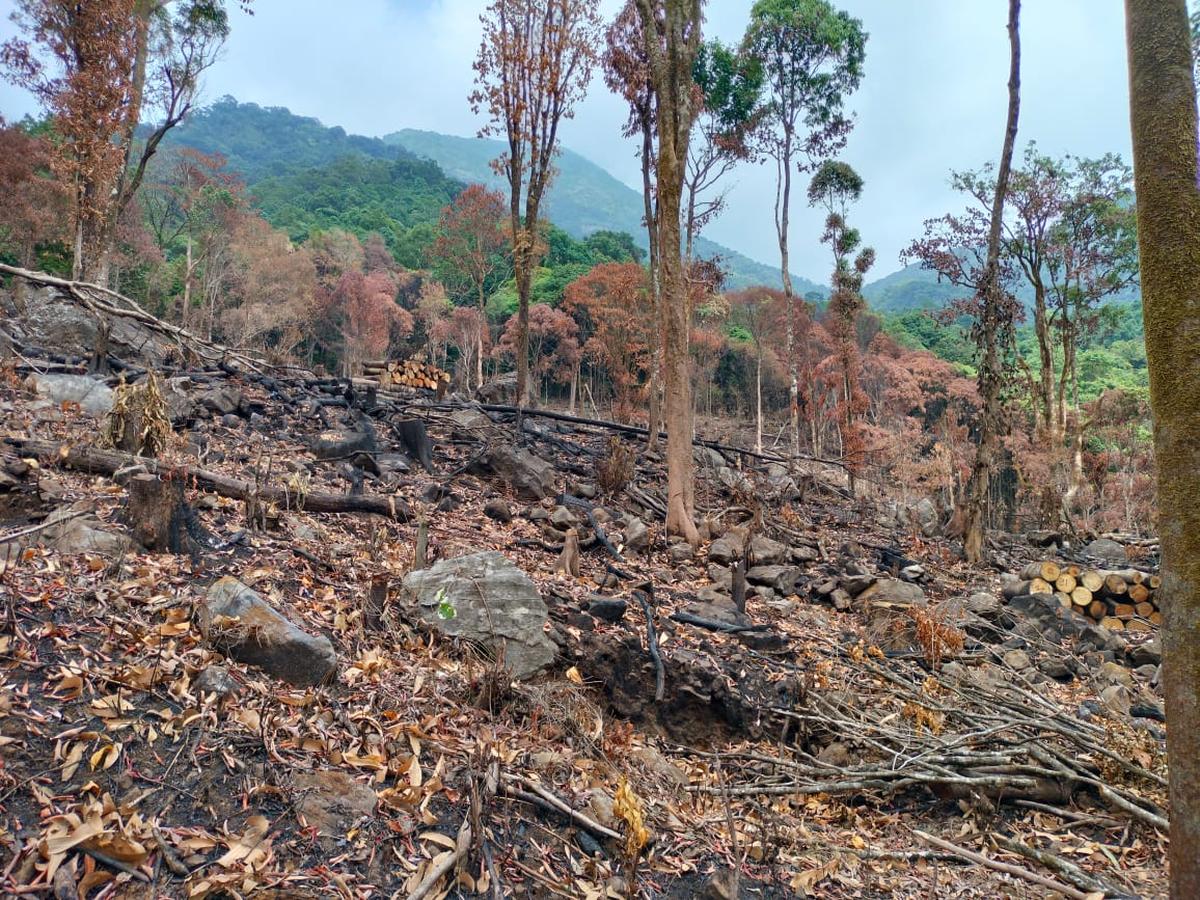 The Forest Department has filed a case against three individuals. Jaganath, the Deputy Conservator of Forests (DCF) in Virajpet, said that the department is investigating whether the tree-felling took place within the reserve forest or on the adjacent private land.