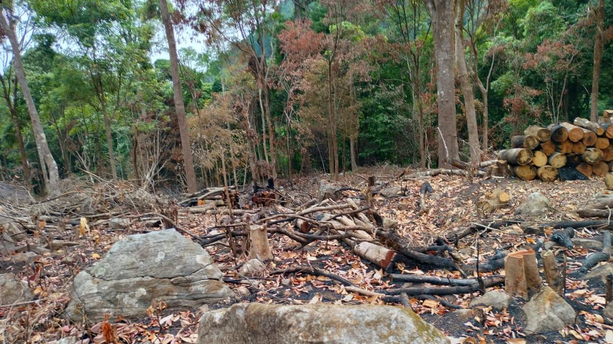 TH Impact: NGT takes cognisance of The Hindu article on trees chopped and burnt near Talacauvery Wildlife Sanctuary in Kodagu