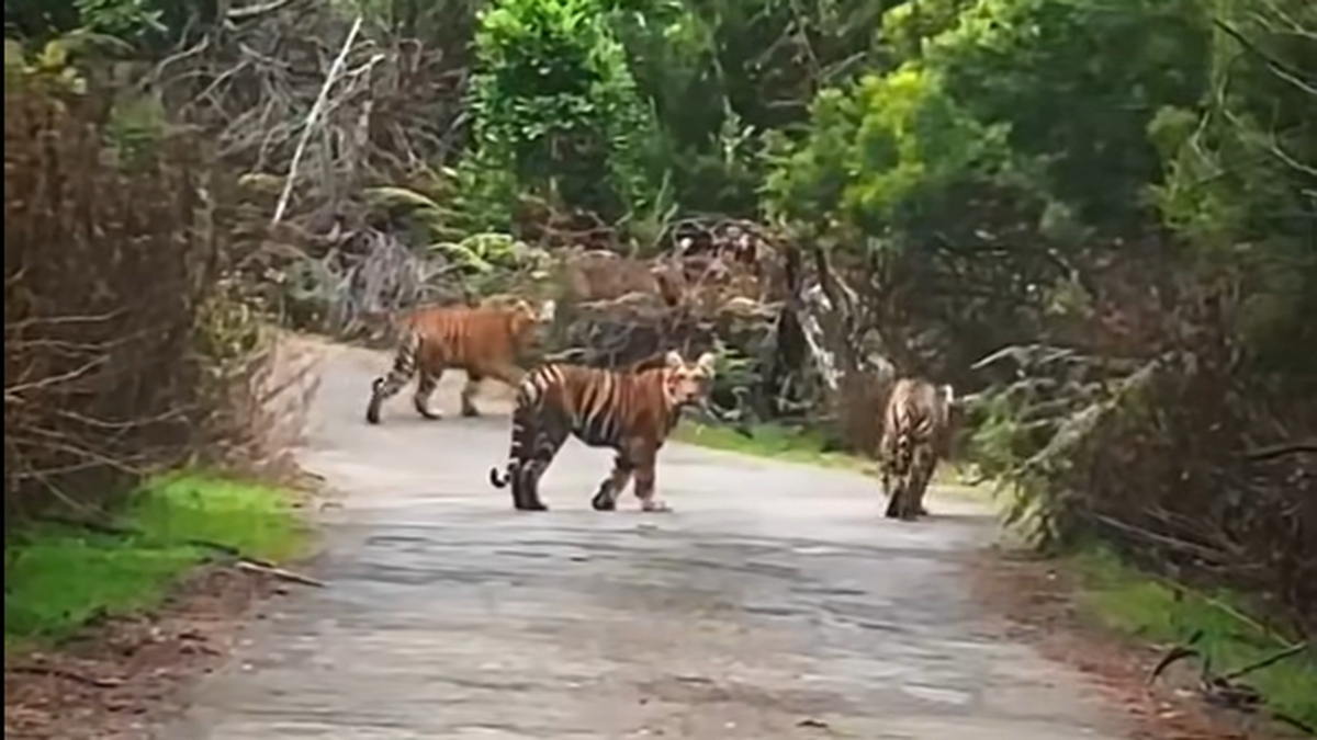 Forest Department restricts tourist entry at Berijam lake near Kodaikanal after tiger sighting
