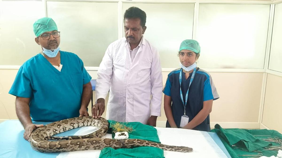 Python severely injured by fishing net survives after surgery in veterinary college in Tirunelveli