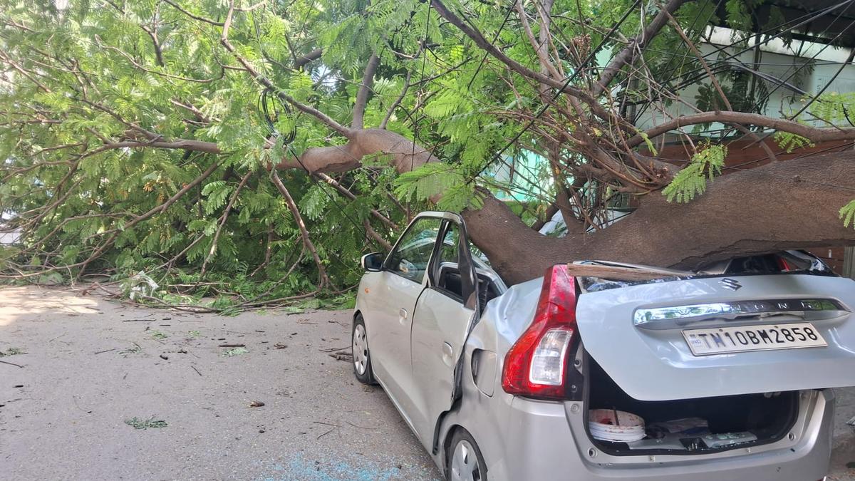 Woman injured as branch of tree falls on car in Virugambakkam