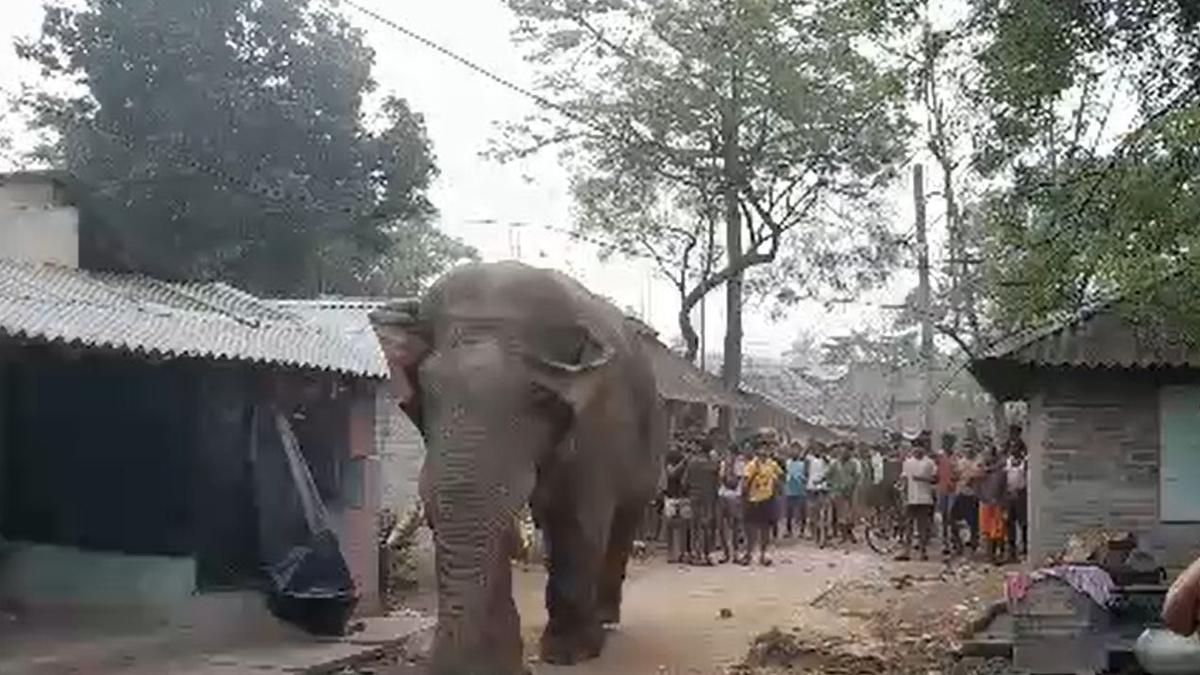 ‘Ramlal’ joins poll queue: Elephant’s early morning visit adds twist to Bengal polls