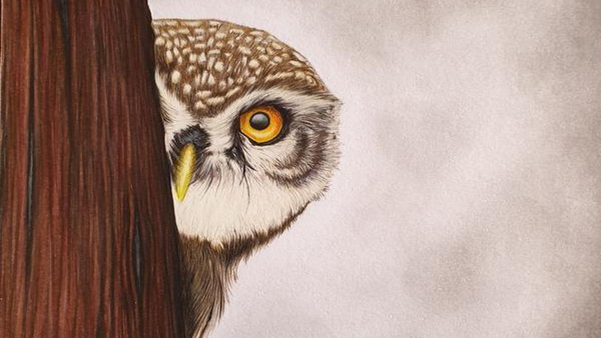 Clued In 51 Are owls rightwing or leftwing? The Hindu