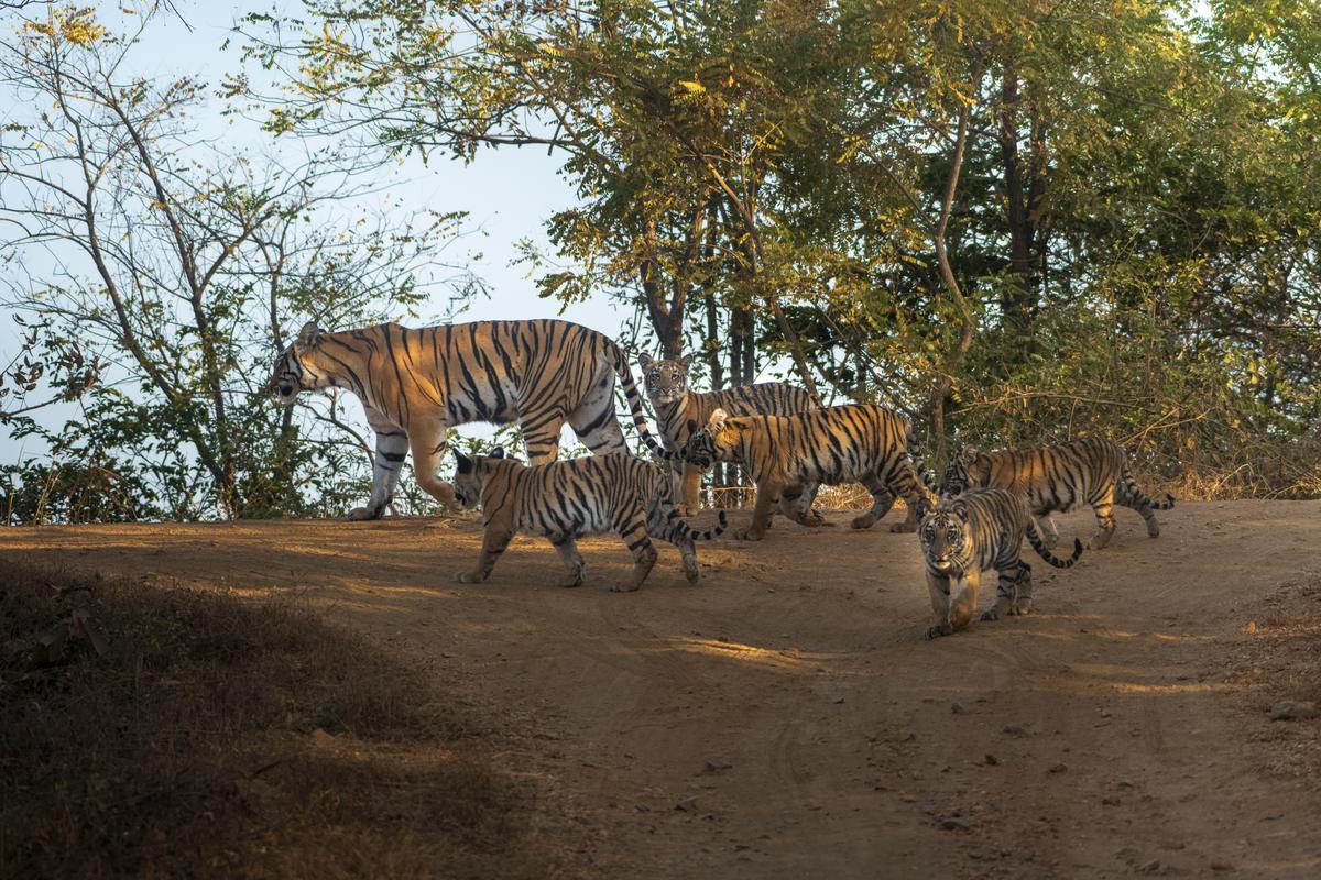 Tigress F2 with her cubs in Gothangaon