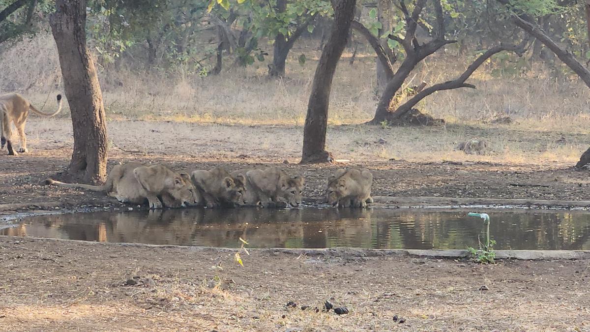 A pride of lions spotted at Gir