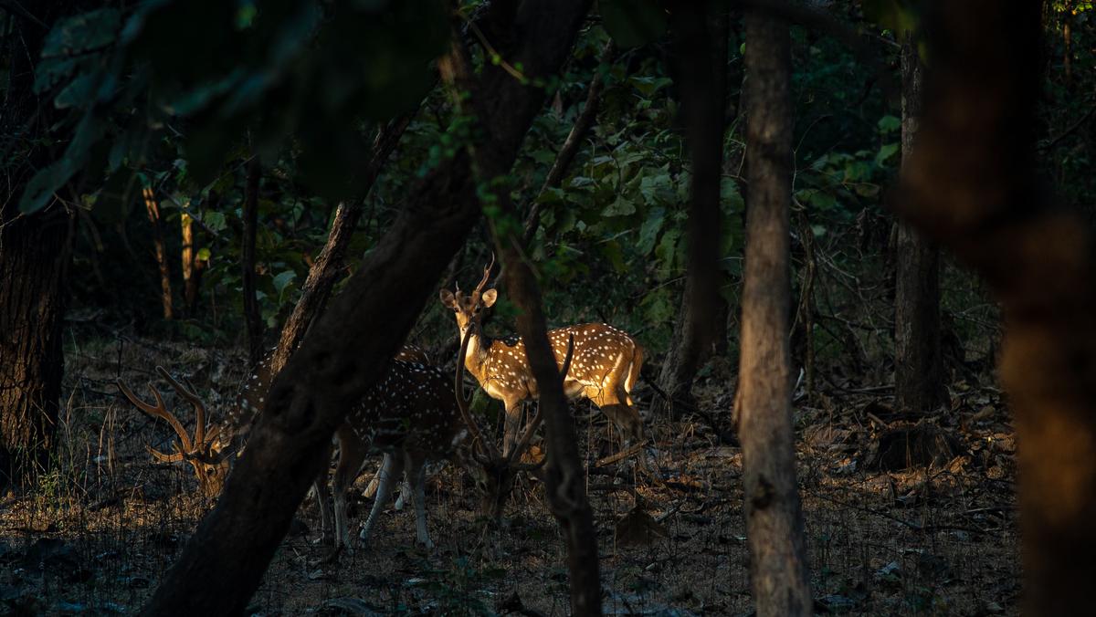 Spotted deer spotted at Gir
