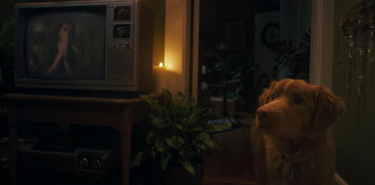 Uma foto de 'Good Boy' Uma foto de 'Good Boy'