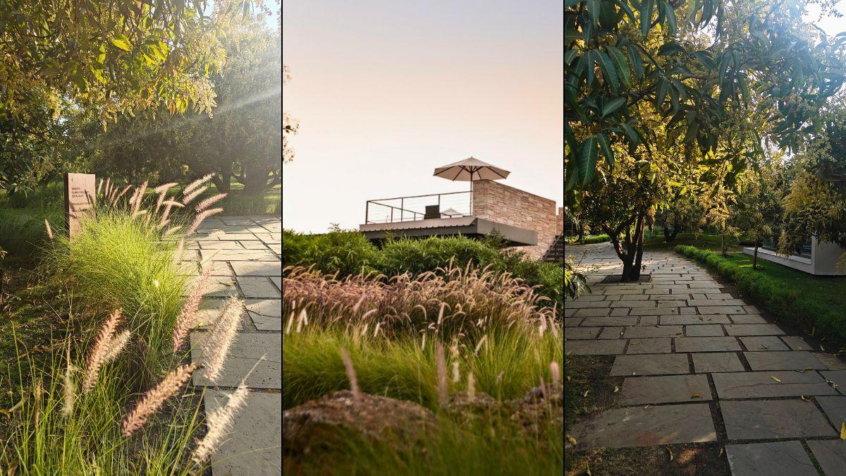 The pathways around the mango orchard at Woods at Sasan, Gir