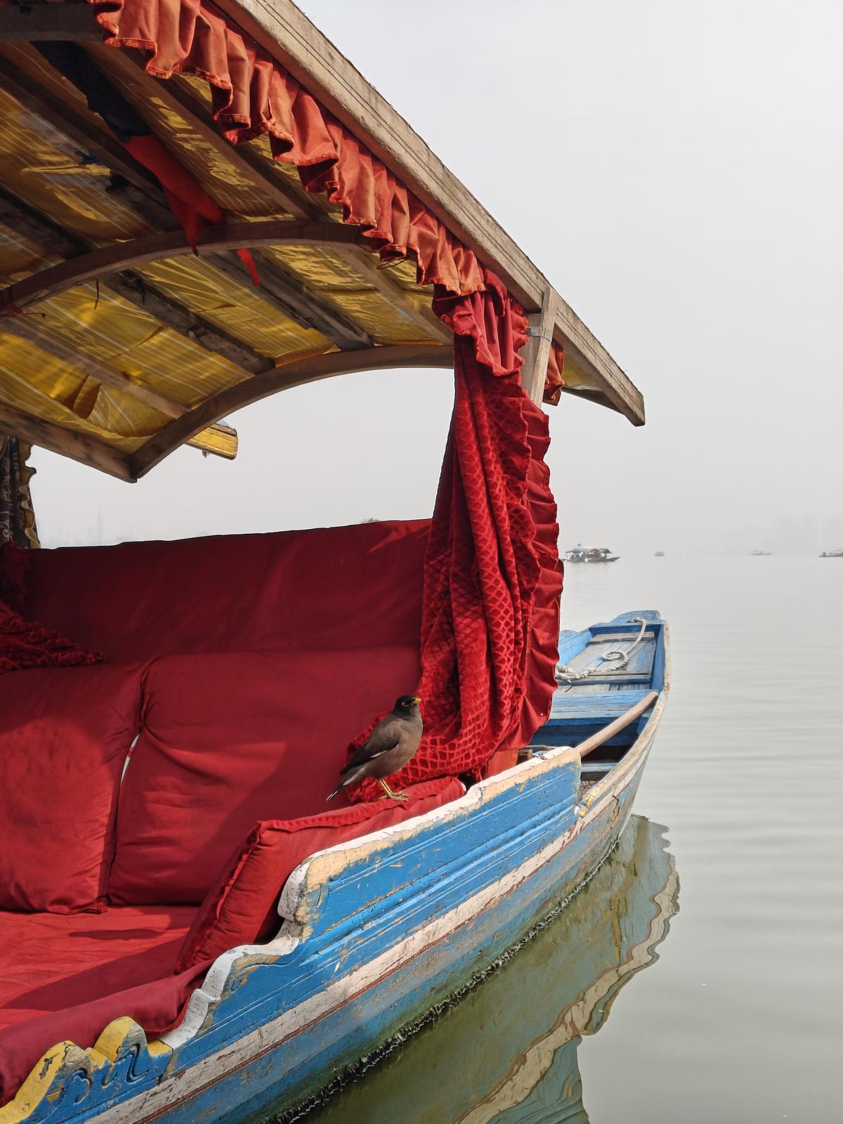 A curious passenger perches on a shikhara floating on the Dal Lake in Srinagar, Kashmir